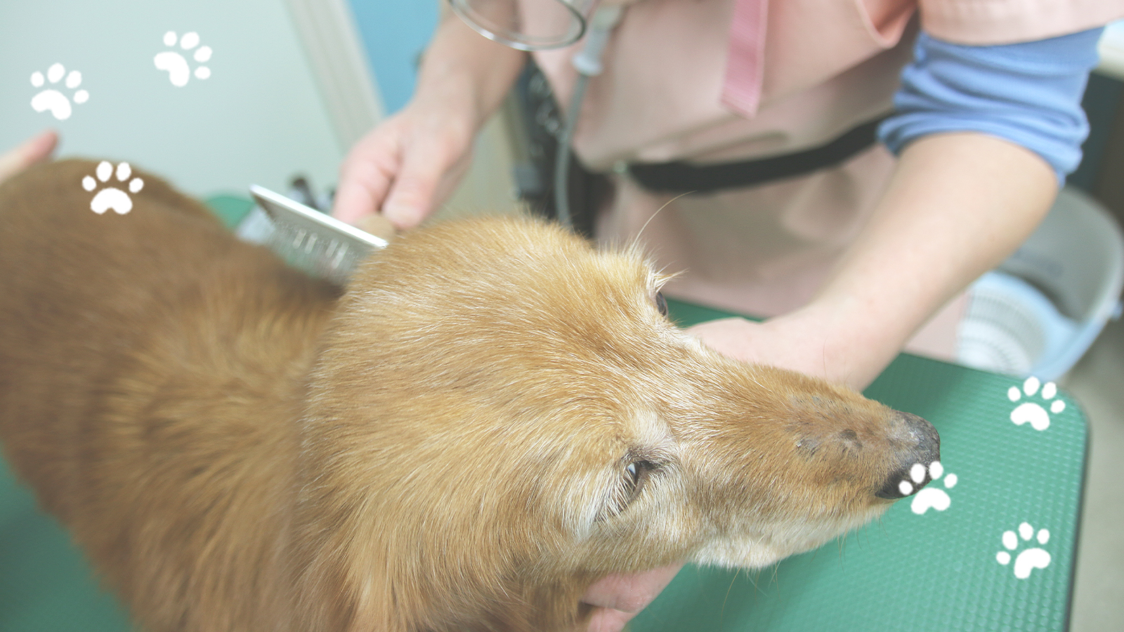 あおぞら動物病院 埼玉県羽生市の動物病院 あおぞら動物病院